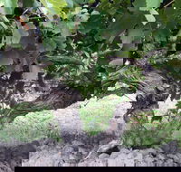 Nick Haselgrove Wines - Yamba Accommodation