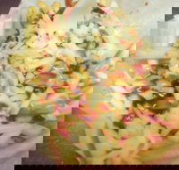 Massive Wieners - Yamba Accommodation