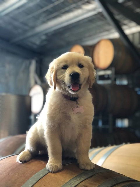 Macquariedale Organic Wines - Yamba Accommodation 1