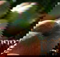 Denmark Heritage Cider Company - Yamba Accommodation