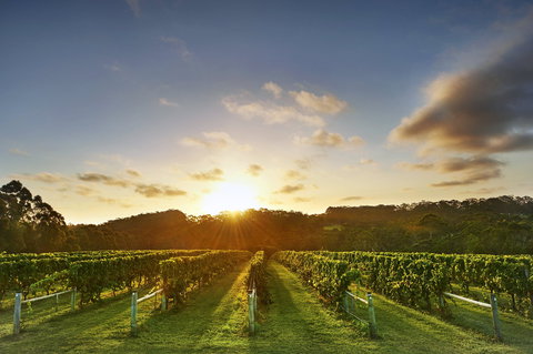 Singlefile Wines - Yamba Accommodation 1