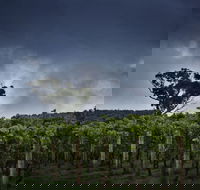 Dalrymple Vineyards - Yamba Accommodation
