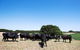 Hillock Downs Produce Store - thumb 0