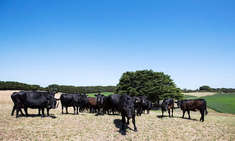 Hillock Downs Produce Store - Yamba Accommodation 0