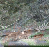 Hahndorf Venison - Yamba Accommodation