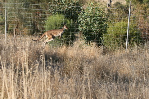 Hahndorf Venison - Yamba Accommodation 2