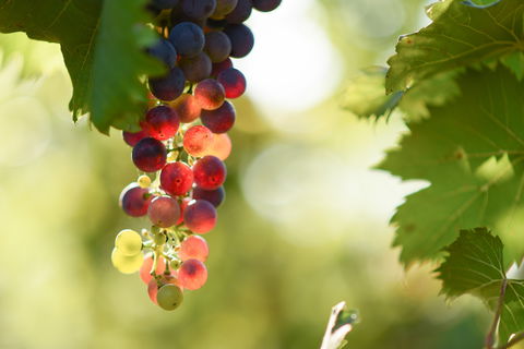 Raleigh Winery - Yamba Accommodation 0