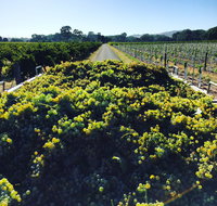 Willows Vineyard - Yamba Accommodation