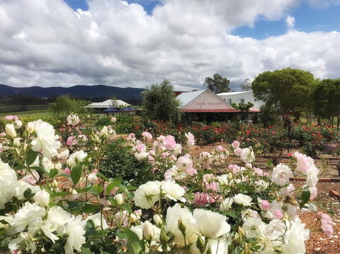 Hanging Tree Wines - Yamba Accommodation 1
