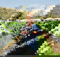 Hillwood Berries Farmgate  Pick Your Own - Yamba Accommodation