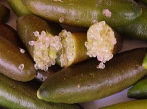 Sandy Creek Olives And Finger Limes - Yamba Accommodation 0