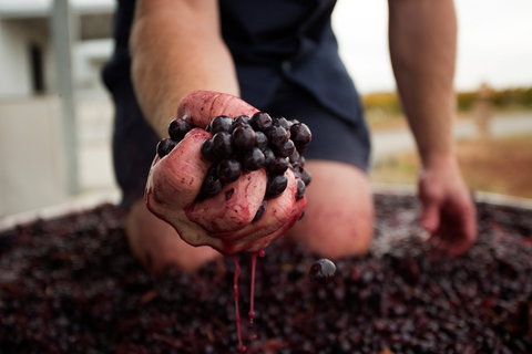 Tomfoolery Wines - Yamba Accommodation 0