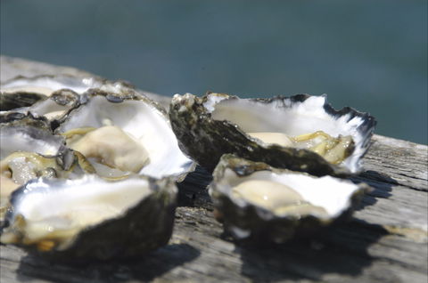 Jim Wild's Oyster Service - Yamba Accommodation 0