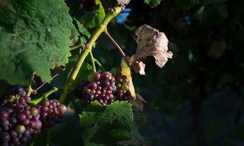 Currency Creek Winery Restaurant - Yamba Accommodation 10