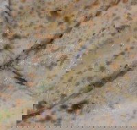 Copperpot Indian Restaurant - Yamba Accommodation