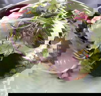 Public - Yamba Accommodation