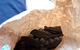 Cafe Fika - thumb 1