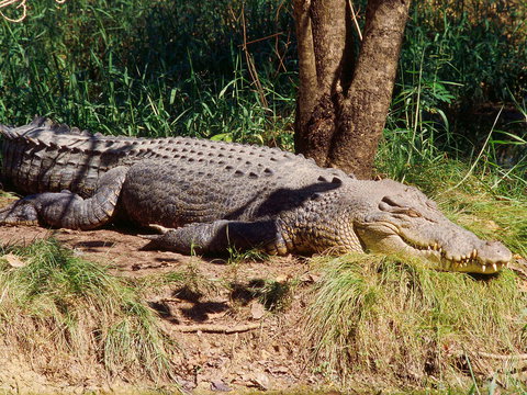 Mercure Darwin Airport Resort - Yamba Accommodation 17