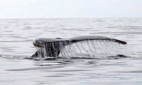 Mollymook Beach Waterfront - Yamba Accommodation 19