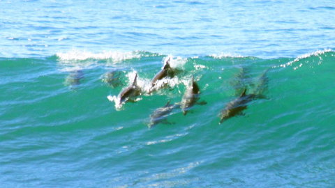 Mollymook Beach Waterfront - Yamba Accommodation 4