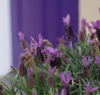 The Purple Door on Seaview - Yamba Accommodation
