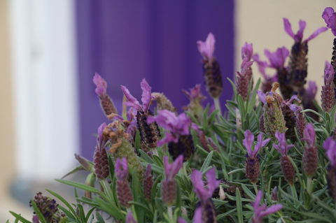 The Purple Door On Seaview - Yamba Accommodation 0