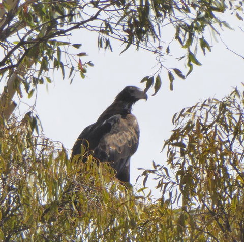 Molly's Chase - Yamba Accommodation 30