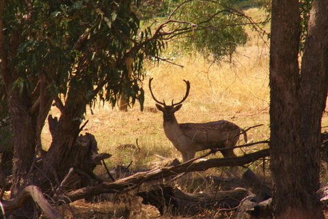 Molly's Chase - Yamba Accommodation 11