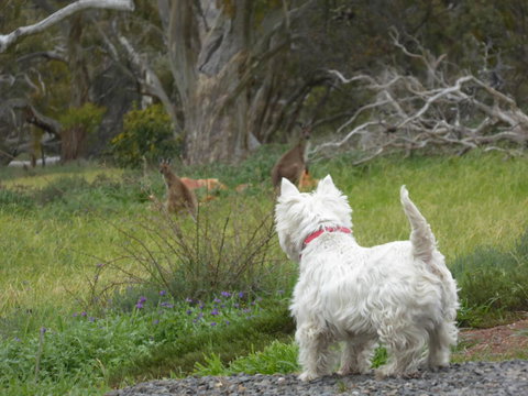 Molly's Chase - Yamba Accommodation 27