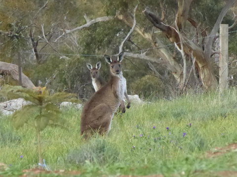 Molly's Chase - Yamba Accommodation 10