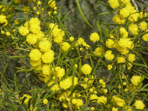 Molly's Chase - Yamba Accommodation 14