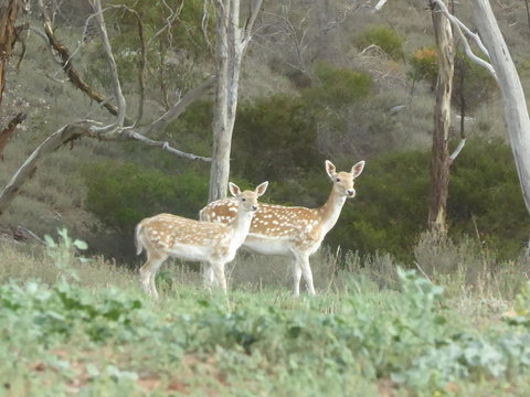 Molly's Chase - Yamba Accommodation 25