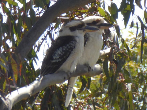 Molly's Chase - Yamba Accommodation 26