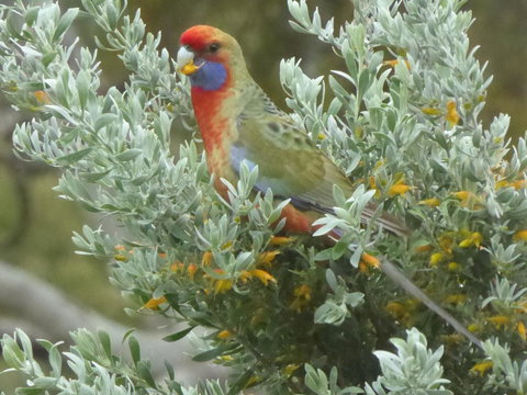 Molly's Chase - Yamba Accommodation 24