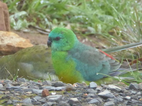 Molly's Chase - Yamba Accommodation 15