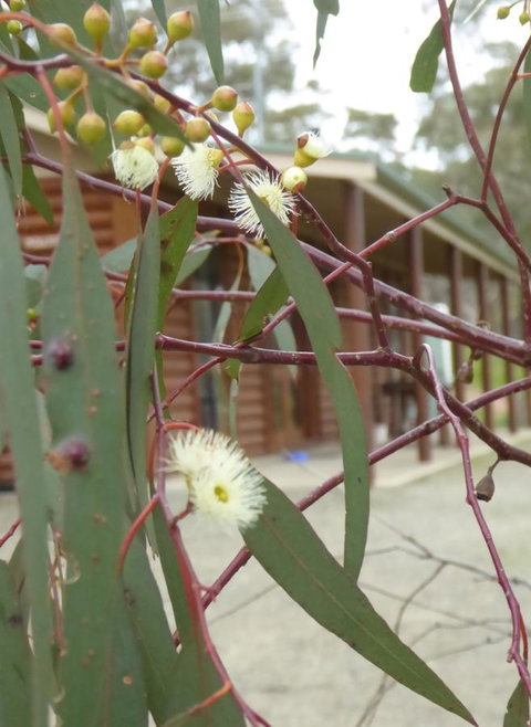Molly's Chase - Yamba Accommodation 9