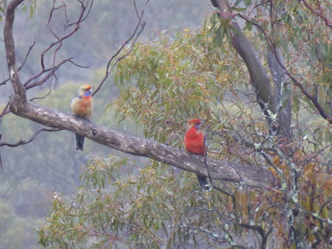 Molly's Chase - Yamba Accommodation 13