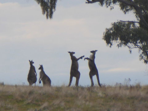 Molly's Chase - Yamba Accommodation 23