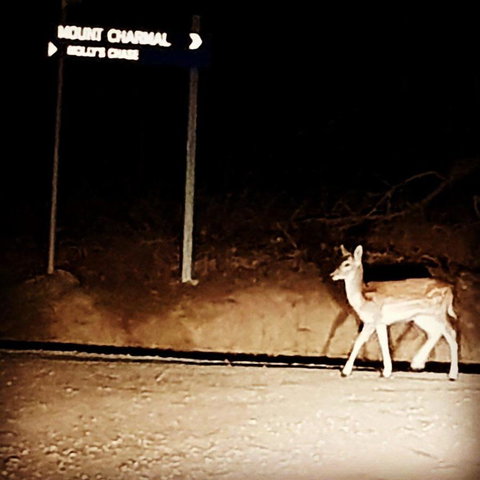 Molly's Chase - Yamba Accommodation 32