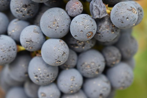 A Coonawarra Experience - Yamba Accommodation 23