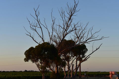 A Coonawarra Experience - Yamba Accommodation 24
