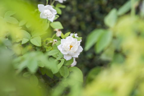 Garden City Motor Inn - Yamba Accommodation 40