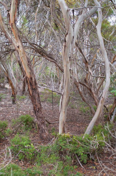 Kestrel Downs - Yamba Accommodation 19