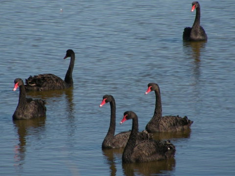 Coorong Waterfront Retreat - Yamba Accommodation 26