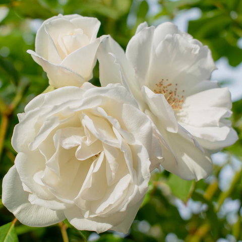 Haven Cottage Kangaroo Island - Yamba Accommodation 2