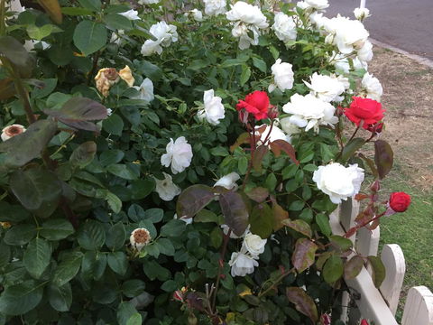 Blyth Cottage Burra - Yamba Accommodation 26