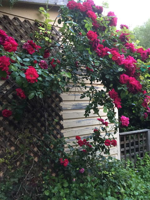 Blyth Cottage Burra - Yamba Accommodation 24