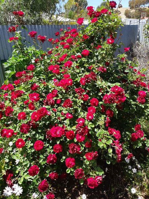 Blyth Cottage Burra - Yamba Accommodation 22