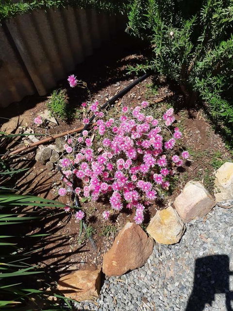 Blyth Cottage Burra - Yamba Accommodation 19