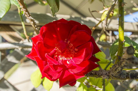 Stoneleigh Cottage Bed And Breakfast - Yamba Accommodation 16